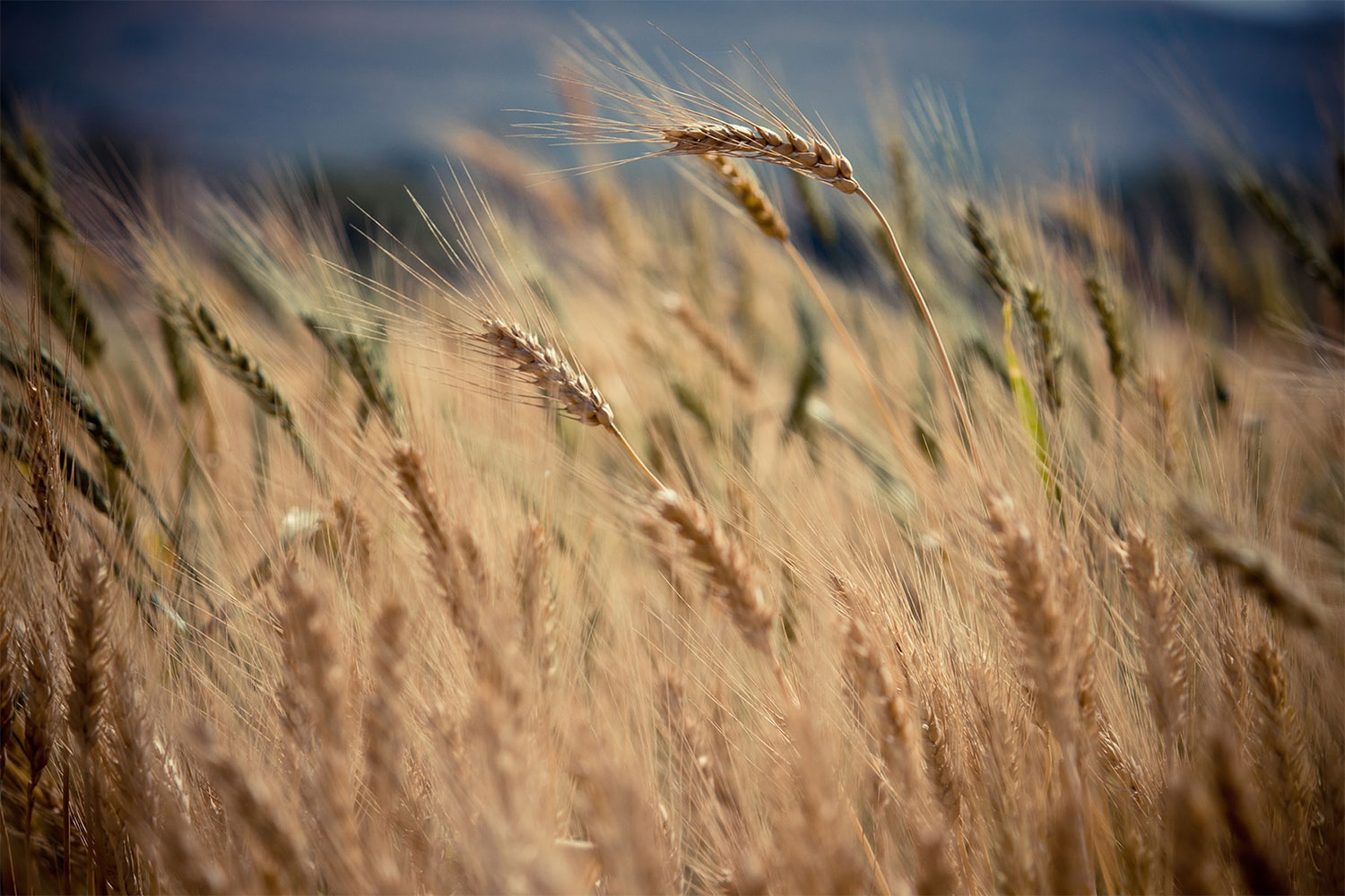 barley farm