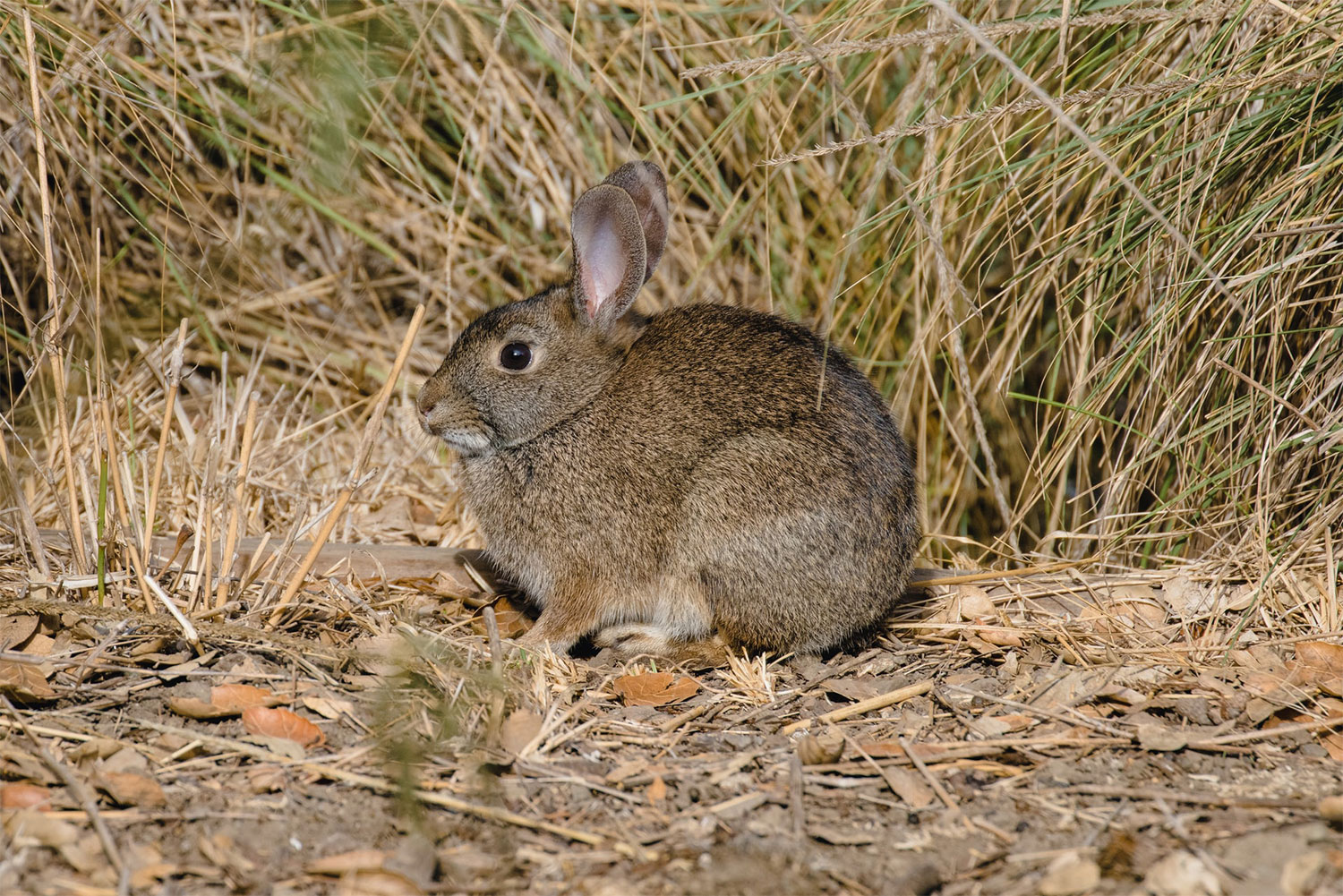 A rabbit sitting