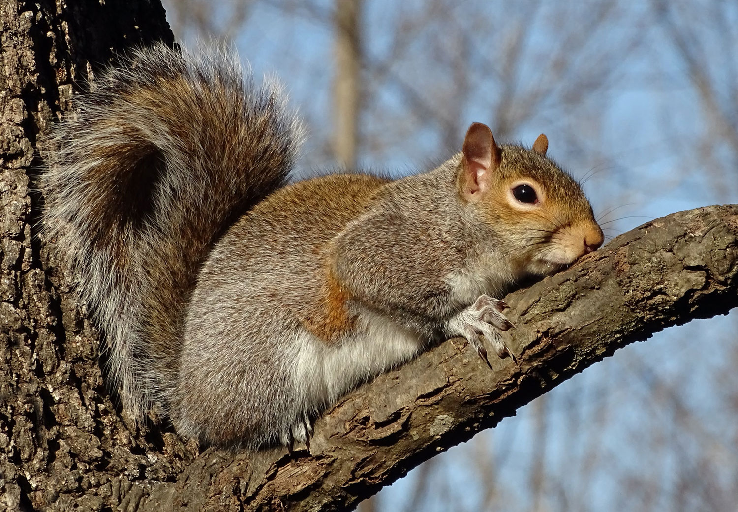 squirrel on tree baranch