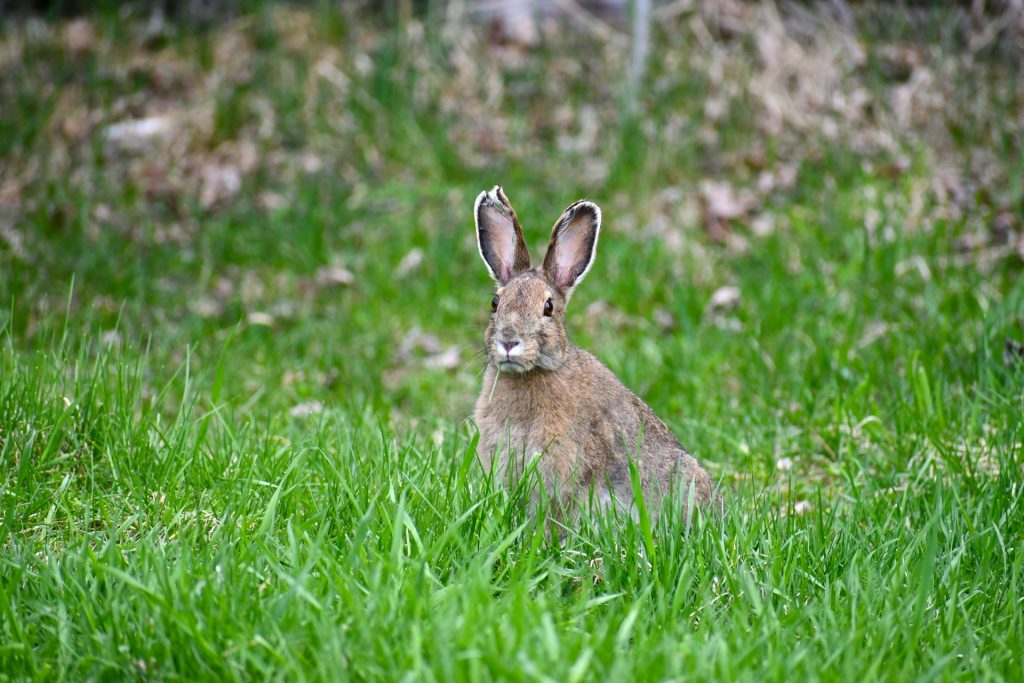 A rabbit sitting in the midddle of grass