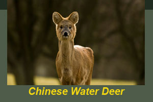 A chinese water deer