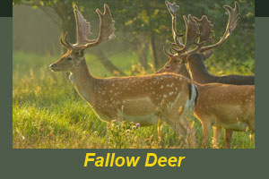 A group of fallow deer