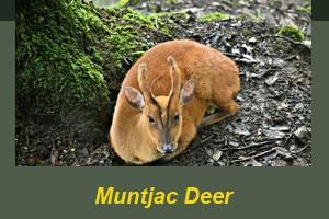 A muntjac deer sitting