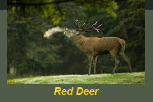 A red deer on the hill