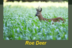 A roe deer in the grass